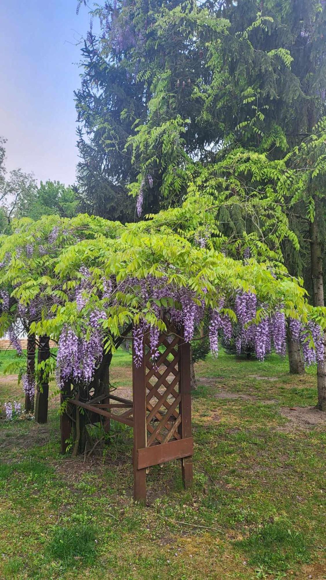 Gyoember Tanya Villa Ásotthalom Exteriör bild